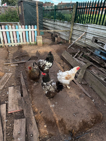 1 rooster and 3 hens LF BRAHMA