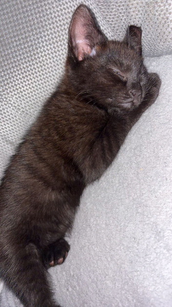 Male kitten