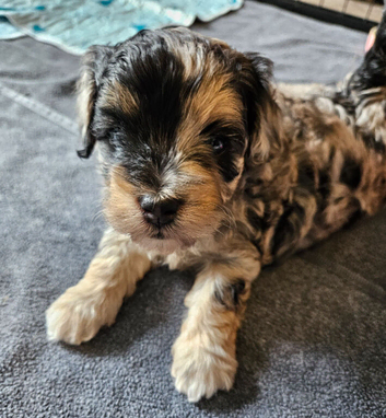 Beautiful Blue Merle Maltipoos