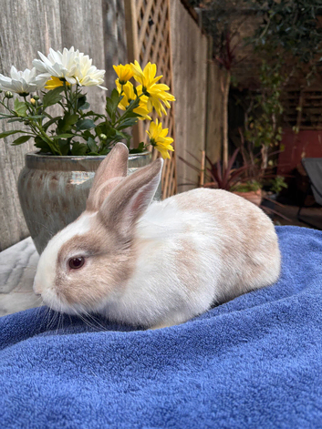 Lovely male baby rabbit