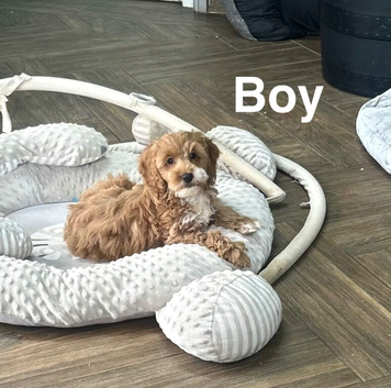 Lovely girls and boys cockapoo ready now