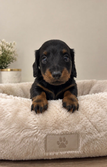 Last LONG HAIRED Black and Tan boy