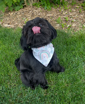 12 Months Old Shih Tzu