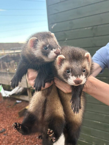 X2 European Polecat Bandit + Clyde 18-20weeks