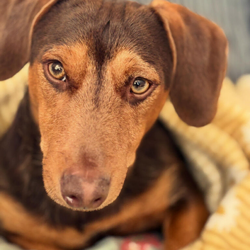 Dachshund mix