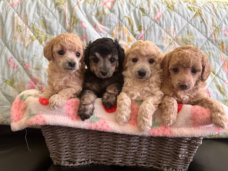 Extensively Health Tested kc toy poodle puppies