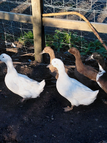 Laying Female Ducks