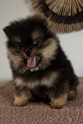 Pomeranian puppies - true to type - Black & Tan Chocolate caramel