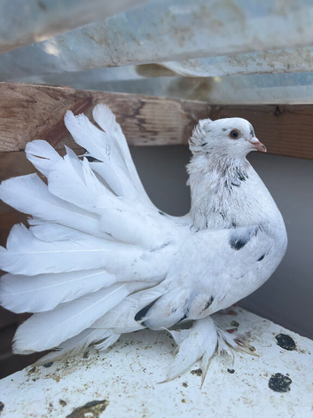 Indian Faintail male for sale