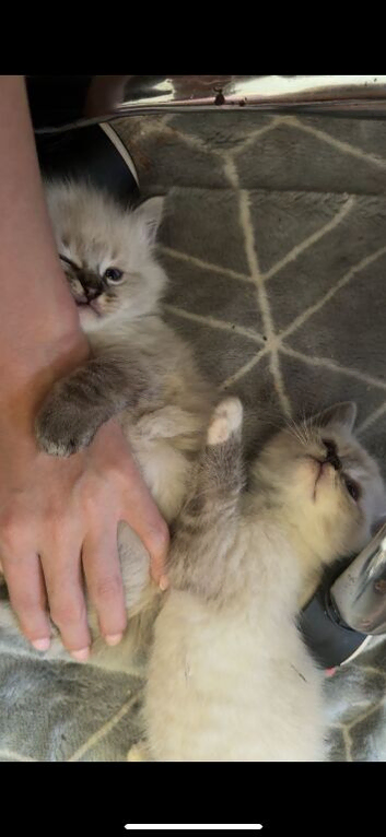 Ragdoll kittens