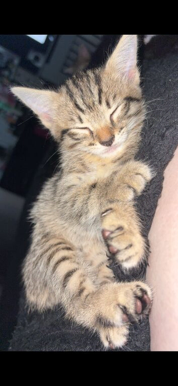 Bengal kittens for sale