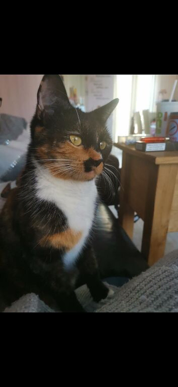 Lovely Lulu - Beautiful, Affectionate Calico Cat.