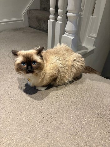 Blue Tabby Point Mitted Ragdoll