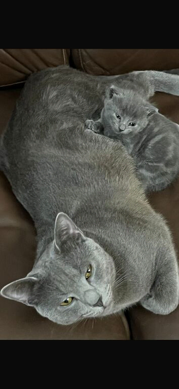 Kittens for sale