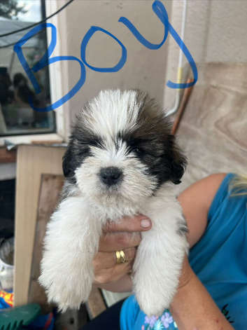 Puppy&rsquo;s for sale Shih Tzu 7 mixed litter