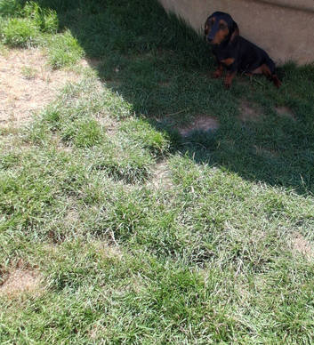dachshund