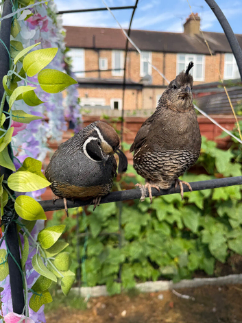 Pair of Californian Quails