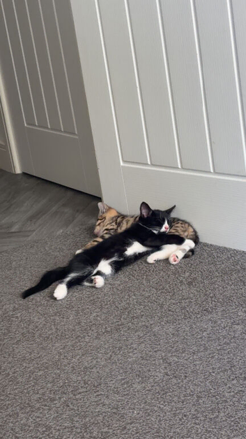 1 male kitten left ready now need gone
