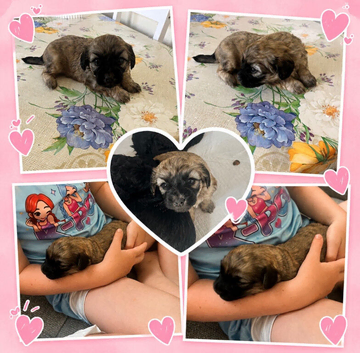 Teddy bear mixed girl pup