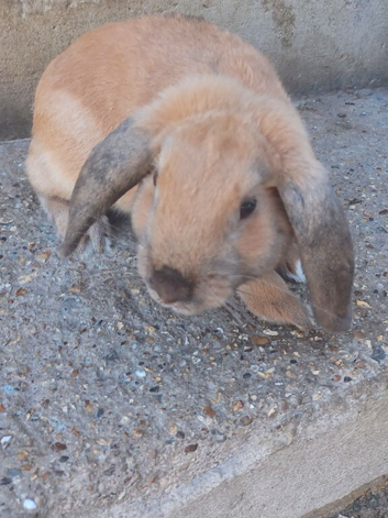 Beautiful French lop male