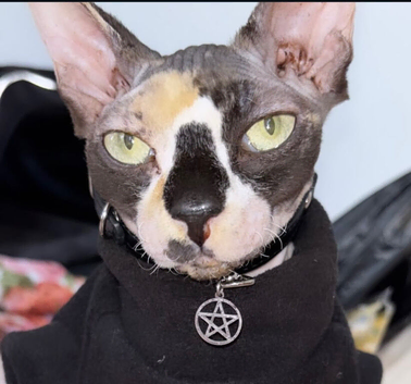 12 month old sphinx female