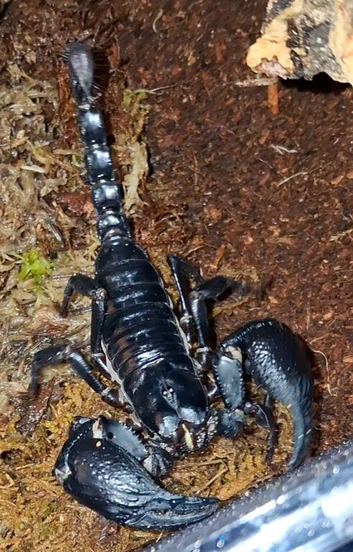 Thai forest floor scorpion