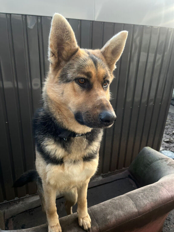 REHOME OUR BEAUTIFUL GIRL