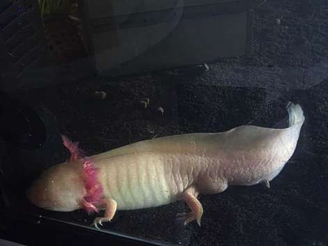 2 x Axolotl