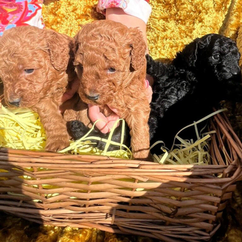 Gorgeous Pedigree Poodle Pup for Sale!