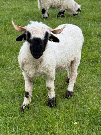 Gorgeous Valais Blacknose Shearling Ewes
