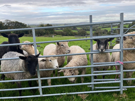 Very Tame Lambs
