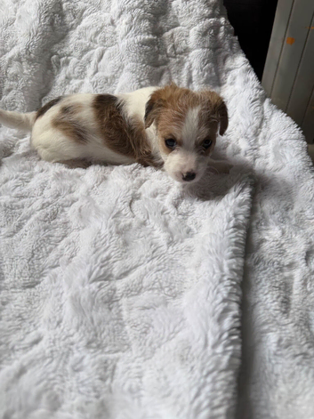 Jackapoo