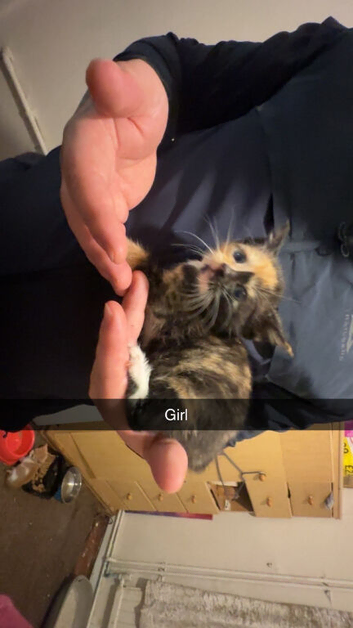Kittens