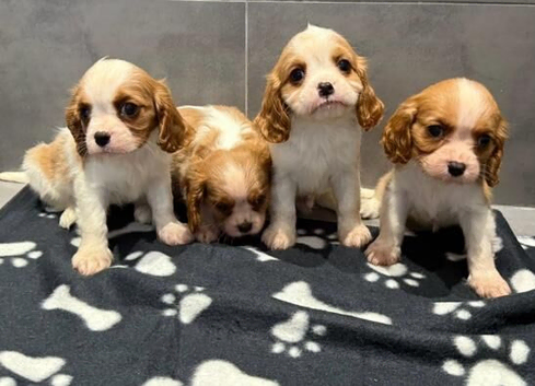 King Charles cavalier puppy's