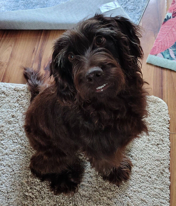 ***FERN RESCUE* 4 YO COCKAPOO FOR ADOPTION***
