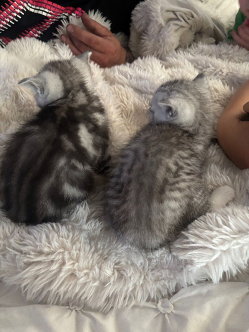 British short hair kittens