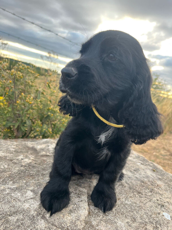 Cocker Spaniel Puppies - READY TO GO