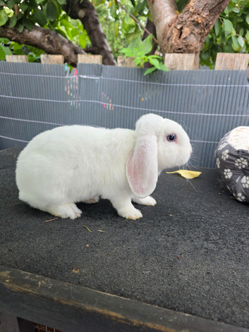 Mini plush lop