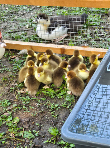 Muscovy Ducklings