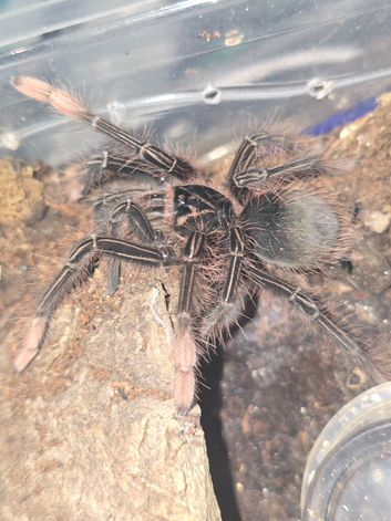 Theraposa Apophysis juvie female