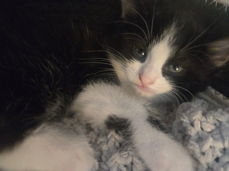 2 female kittens (sisters)