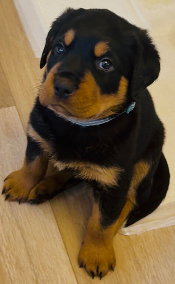 Ready now !! 2 Gorgeous full pedigree Rottweiler puppies