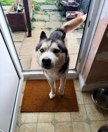 Siberian husky for sale
