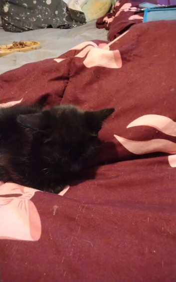 5 black kittens
