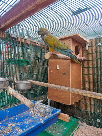 Patagonion parrots