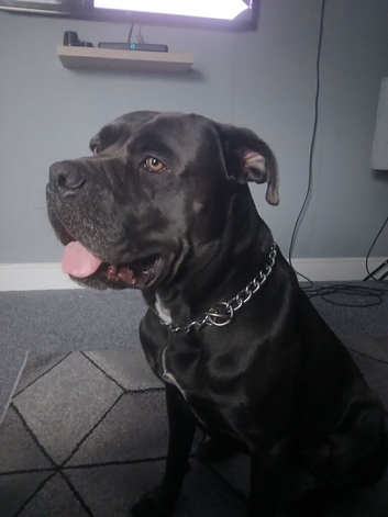 Blue cane corso