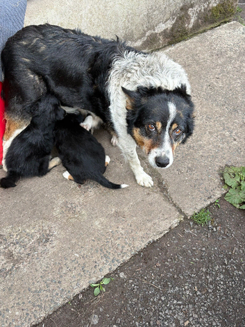 Beautiful Puppies for Sale