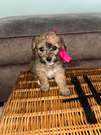 Beautiful jackapoos puppies