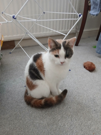 10 month old female kitten