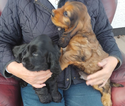 COCKER SPANIEL PUPS IN NORTHERN IRELAND